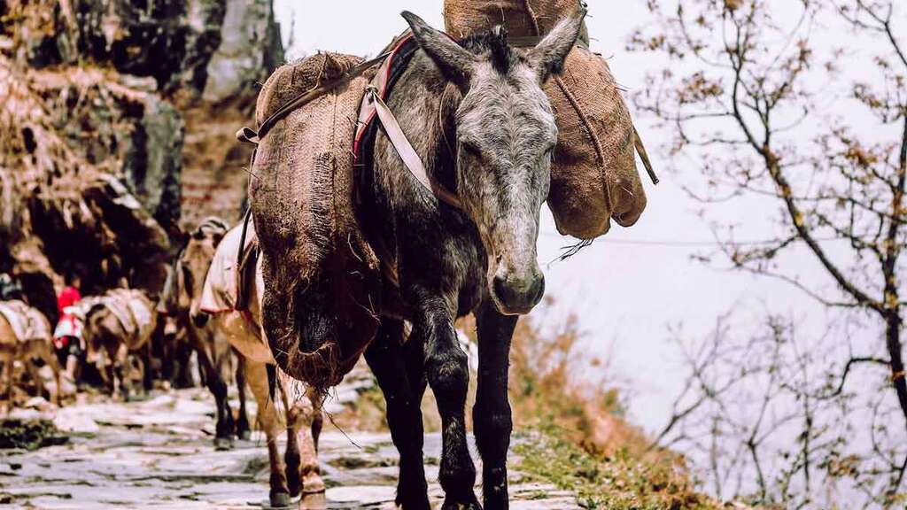 Cart in Nepal
