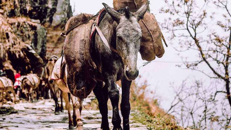 Cart in Nepal