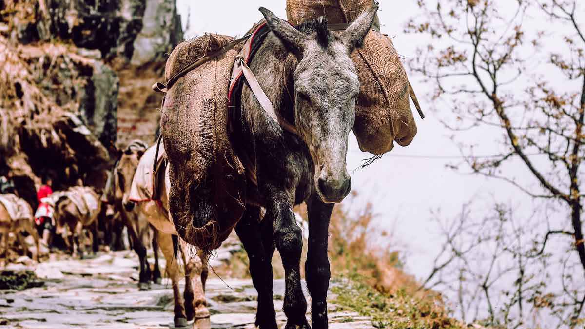 Cart in Nepal