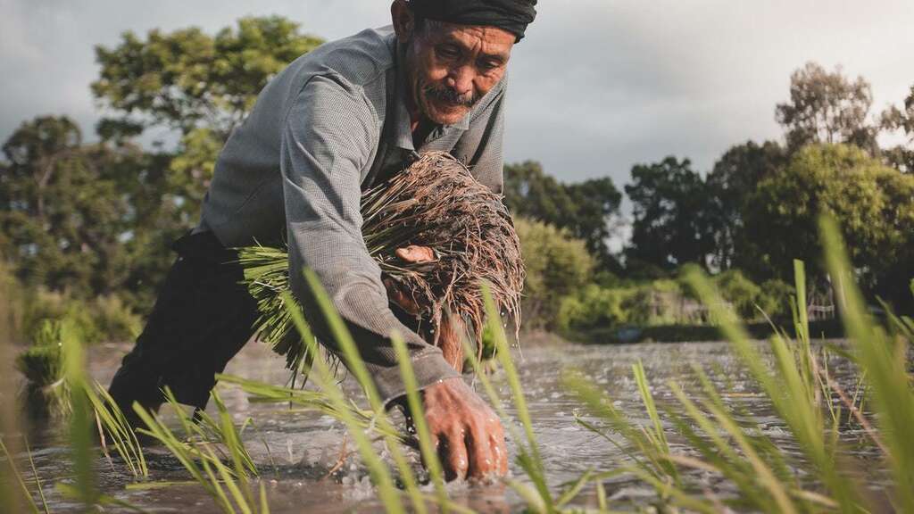 agriculture nepal