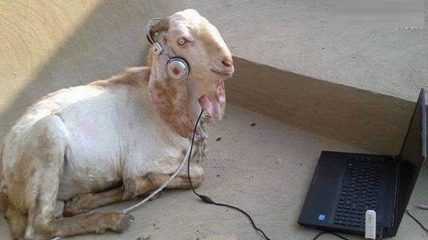 cropped-music-lover-funny-goat.jpg