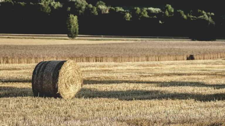 Opencart custom field
